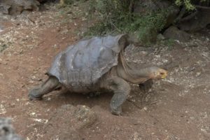 Diego, a tortoise of the endangered Chelonoidis hoodensis subspecies from EspaÒola Island, is seen in a breeding centre at the Galapagos National Park on Santa Cruz Island in the Galapagos archipelago, located some 1,000 km off Ecuador's coast, on September 10, 2016. / AFP PHOTO / RODRIGO BUENDIARODRIGO BUENDIA/AFP/Getty Images